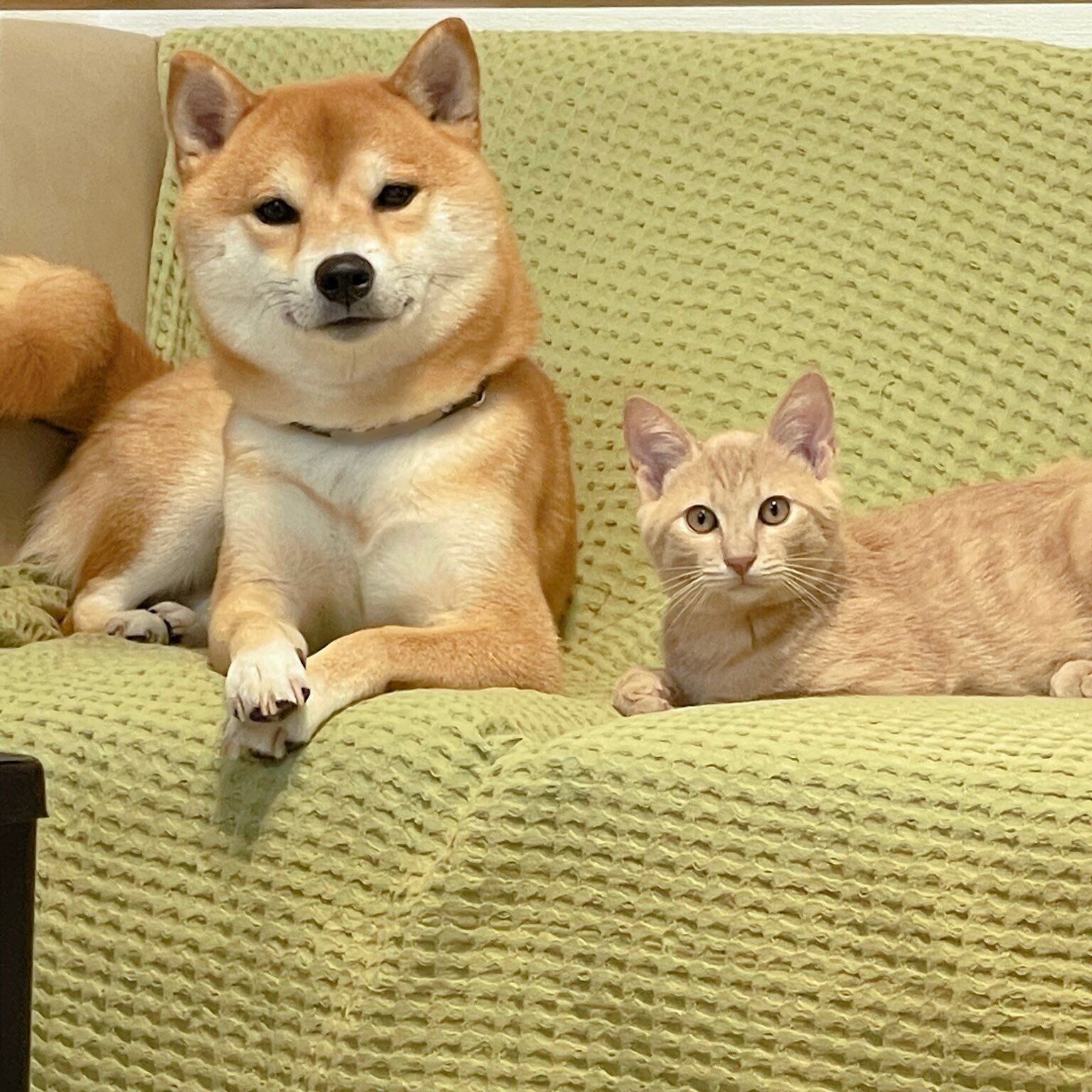 一緒にくつろぐおかかくん、きんぴらくん