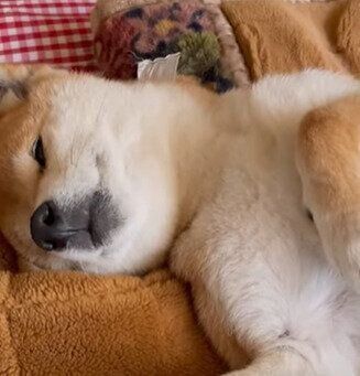 パッチリお目めの柴犬