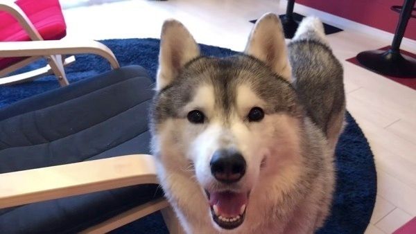 見つめるシベリアン・ハスキー