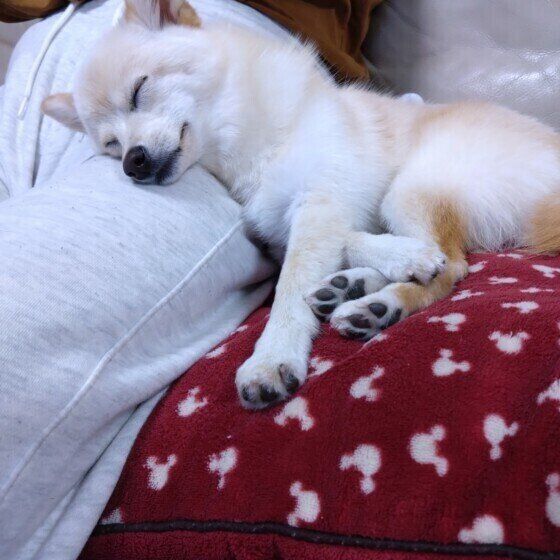 Ｍｉｘ（雑種）小型犬　ひざにアゴのせてたら