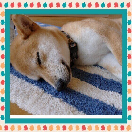 柴のニコちゃん