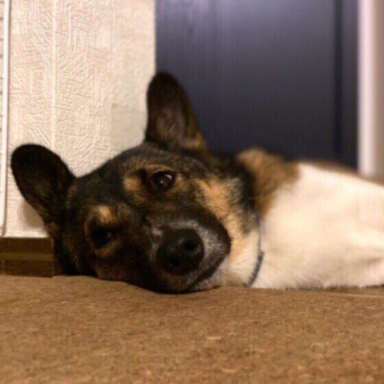 眠たいウニちゃん