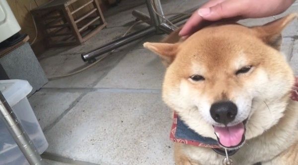 ナデナデされる柴犬