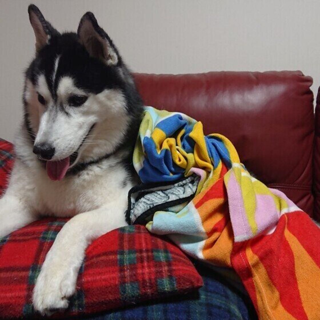 飼い主の 顔の上 に乗ってしまう犬の心理が気になる 可愛いものもあれば 驚いてしまうものも いぬのきもちweb Magazine 飼い主の 顔の上 に乗ってしまう犬の心理が気になる 可愛いものもあれば 驚いてしまうものも いぬのきもちweb Magazine