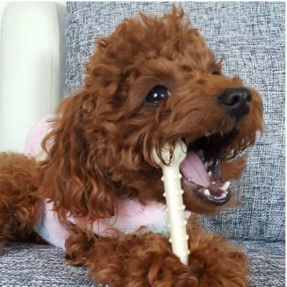 おもちゃに夢中なトイ・プードル