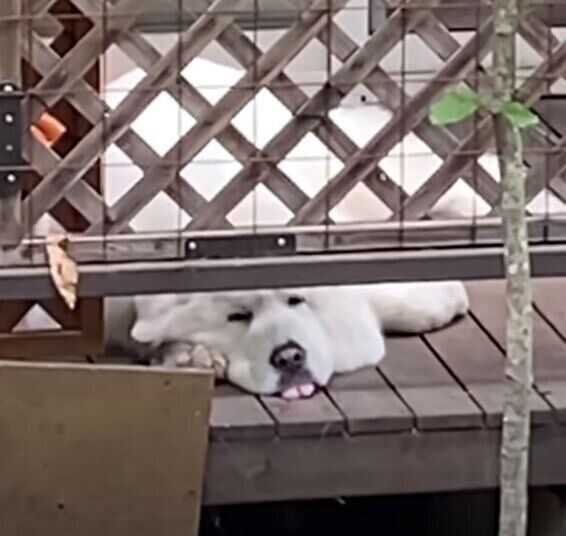 舌を出すグレート・ピレニーズ