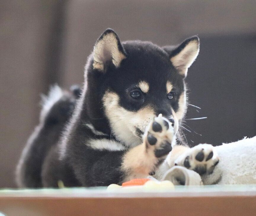 伸びをするゆずくん