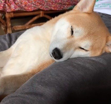 無防備な寝姿の柴犬