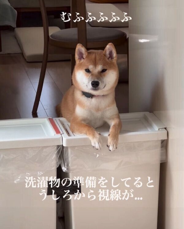 飼い主さんのことを監視するフィラちゃん