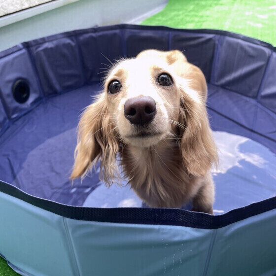 ミニチュア・ダックスフンドのシェルちゃん