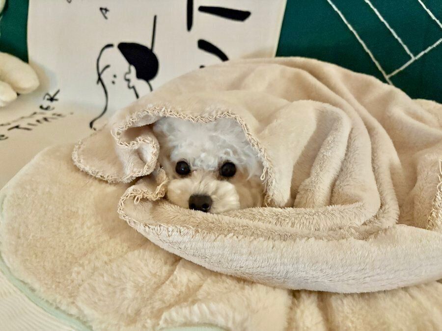 毛布に潜りながらテレビを見つめるわたげちゃん