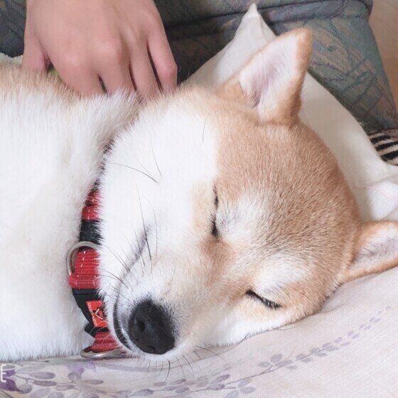 幸せそうな寝顔の柴犬