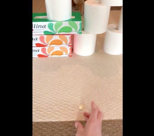 頑なに「トイレットペーパーチャレンジ」をしない花ちゃん