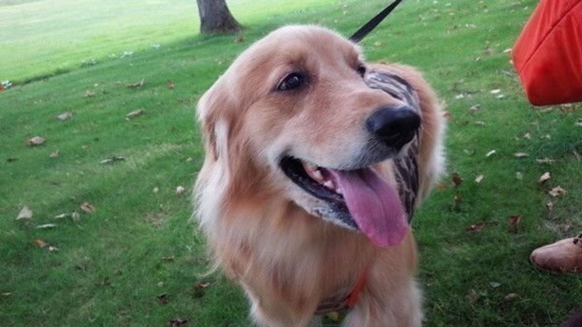 ゴールデン レトリーバーの適正体重 肥満を予防する食事管理とは いぬのきもちweb Magazine ゴールデン レトリーバーの適正体重 肥満を予防する食事管理とは いぬのきもちweb Magazine