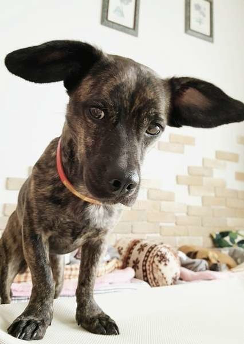 犬が年老いて耳が遠くなったら 飼い主さんができること いぬのきもちweb Magazine 犬が年老いて耳が遠くなったら 飼い主さんができること いぬのきもちweb Magazine