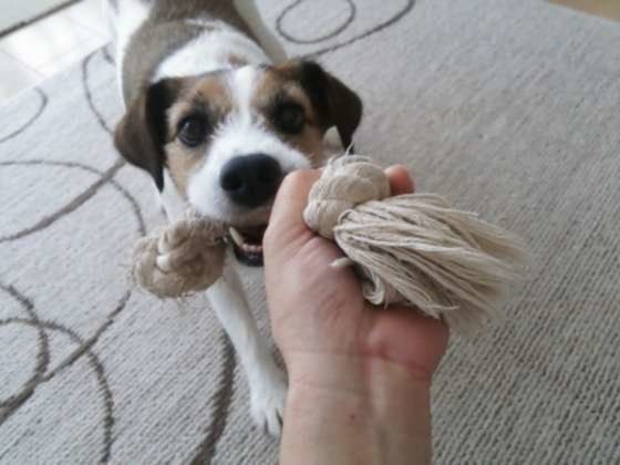 ジャック・ラッセル・テリア