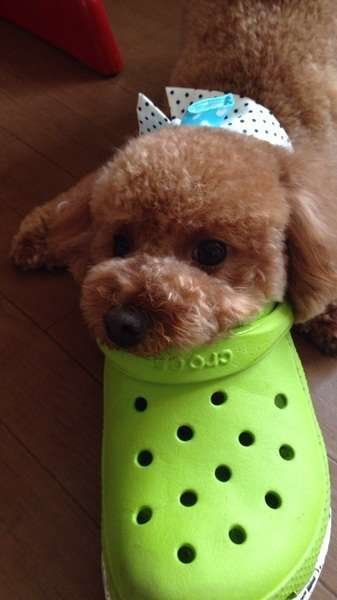 レオンちゃん トイ・プードル