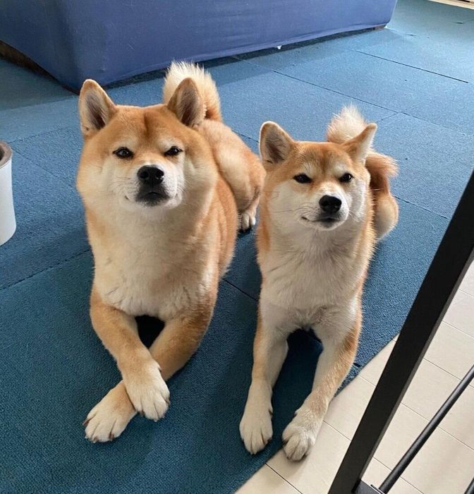 見つめる定春くん、ふじこちゃん