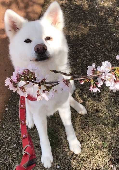 お迎え当時のまゆちゃん