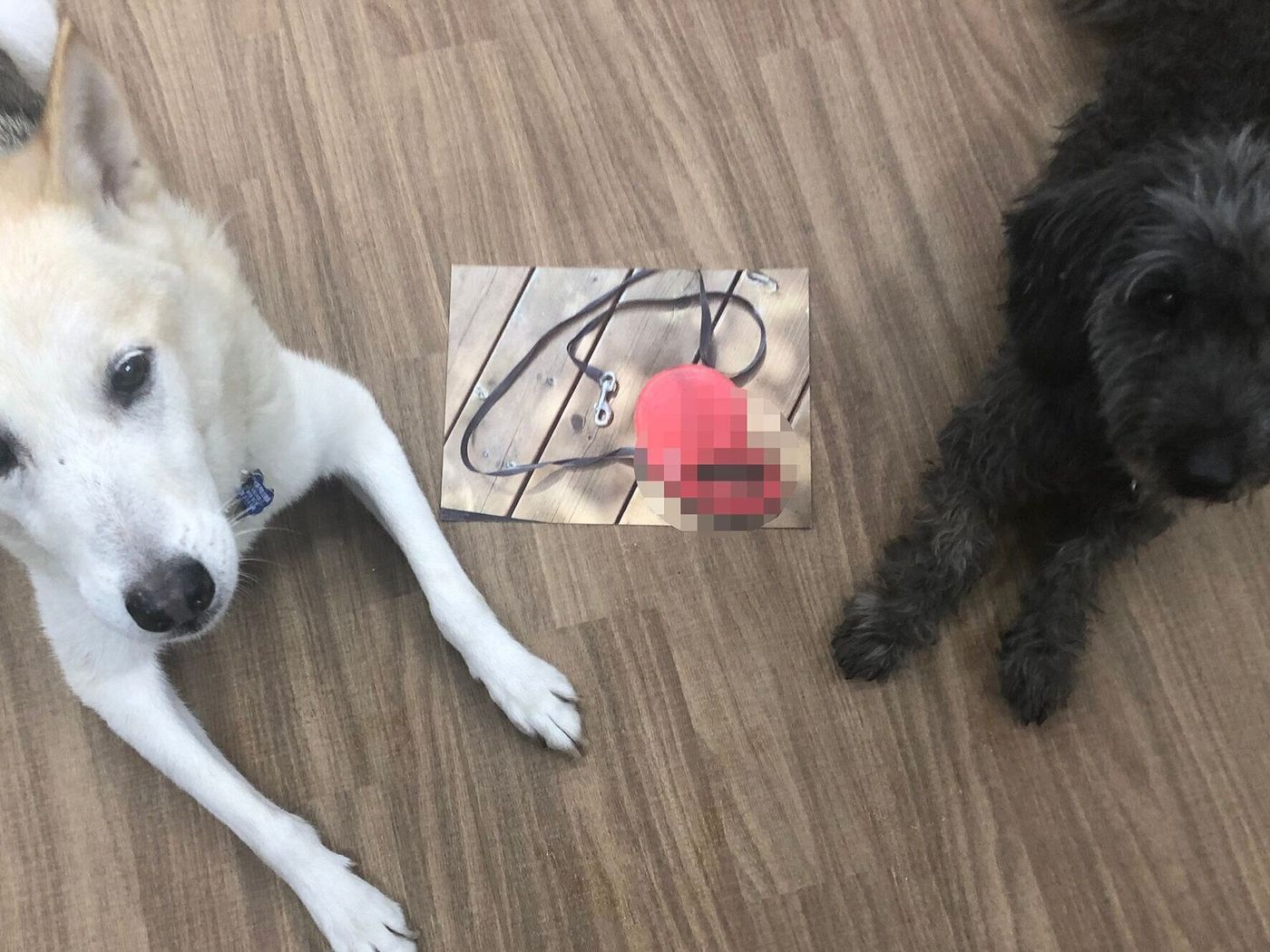 伸びるリードは注意してと あれだけ言っているのに 連載 西川文二の 犬ってホントは Vol 102 いぬのきもちweb Magazine 伸びるリードは注意してと あれだけ言っているのに 連載 西川文二の 犬ってホントは Vol 102 いぬのきもちweb Magazine