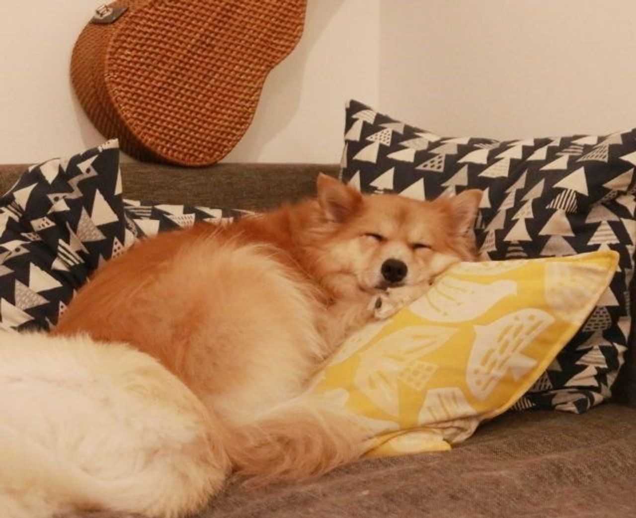 本当のビビリはどっちか 穴澤賢の犬のはなし いぬのきもちweb Magazine 本当のビビリはどっちか 穴澤賢の犬のはなし いぬのきもちweb Magazine