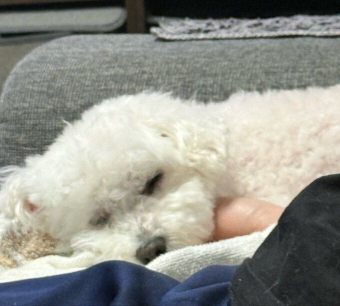 飼い主さんに添い寝するビションフリーゼ
