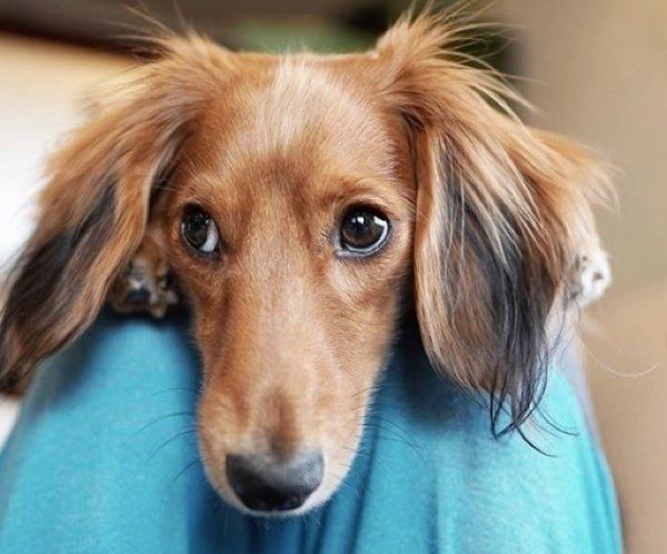 ミニチュア・ダックスフンドのハルくん