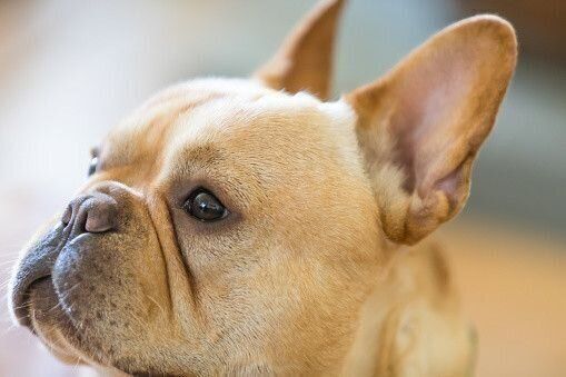 フレンチ ブルドッグの性格 飼い方のコツ 飼い主の悩みq A いぬのきもち 犬図鑑 いぬのきもちweb Magazine