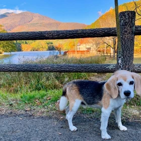 頑固で気が強い？！多頭飼いに向かない3つの犬種