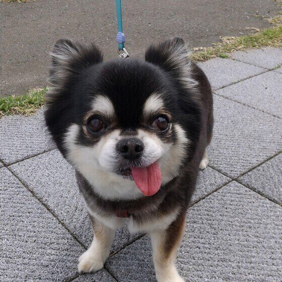 チワワのテンくん