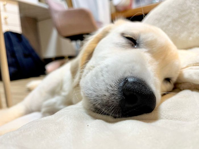 眠るブランくん