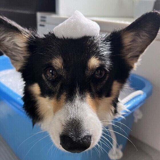 シャンプーをするコーギー