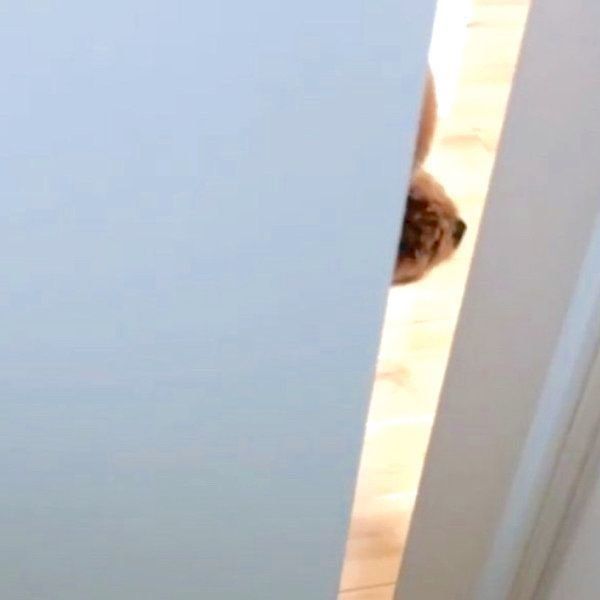 ドアの隙間から覗き込むトイ・プードル