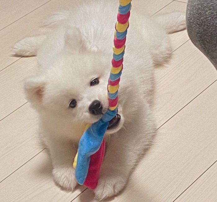 お気に入りのおもちゃで遊ぶほたてちゃん