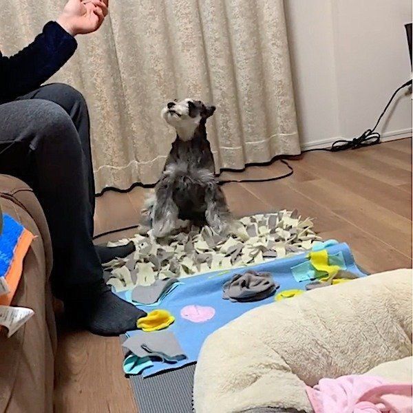 新技を披露するミニチュア・シュナウザー