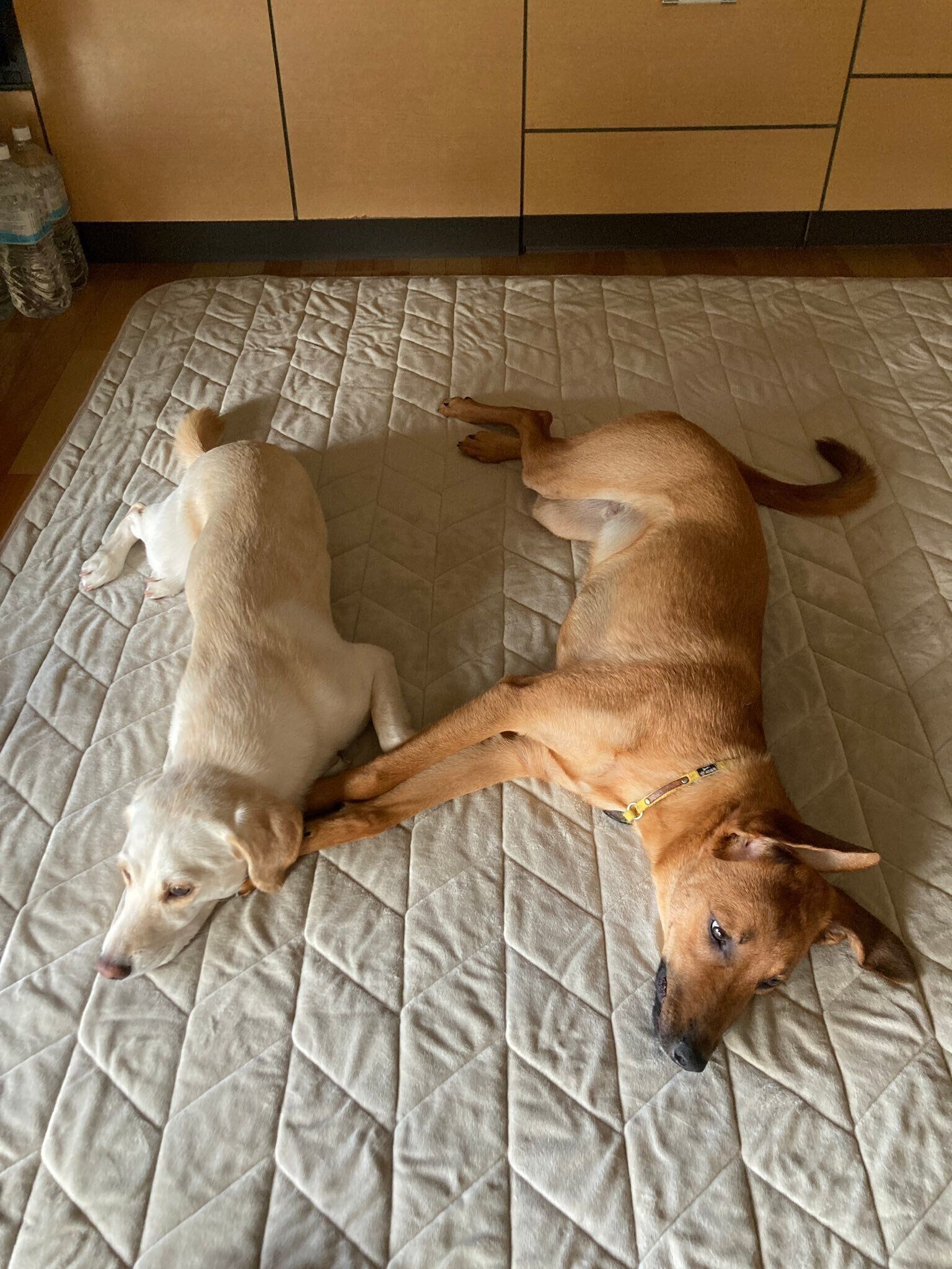 並んで眠る犬（右）と犬（左）