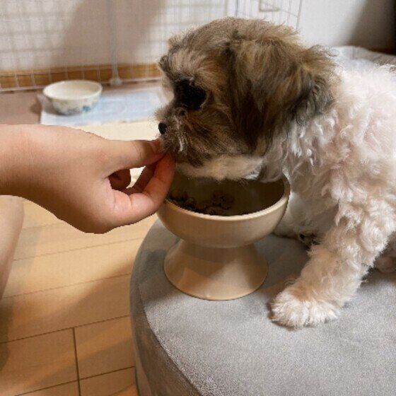 手から食べるおもちちゃん
