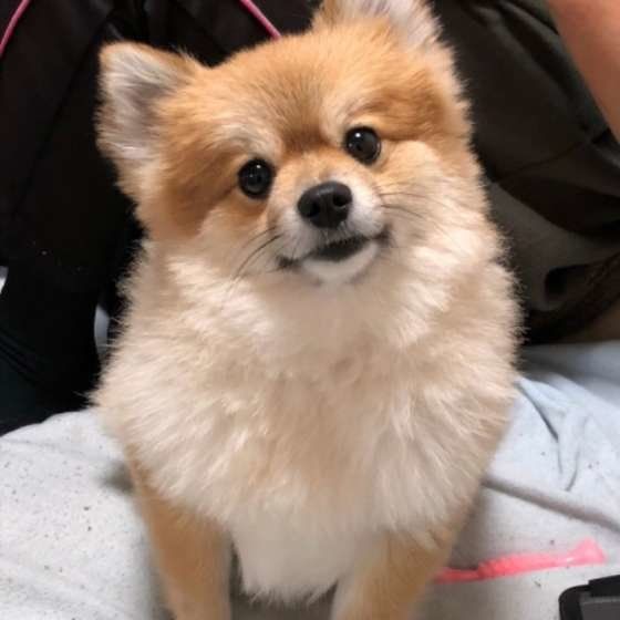 ポメラニアンのもこちゃん