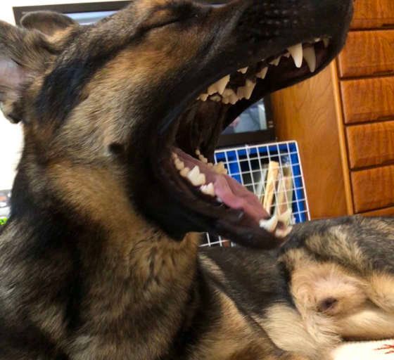 ジャーマン・シェパード・ドッグ