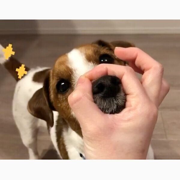 輪っかに入るまめたくん