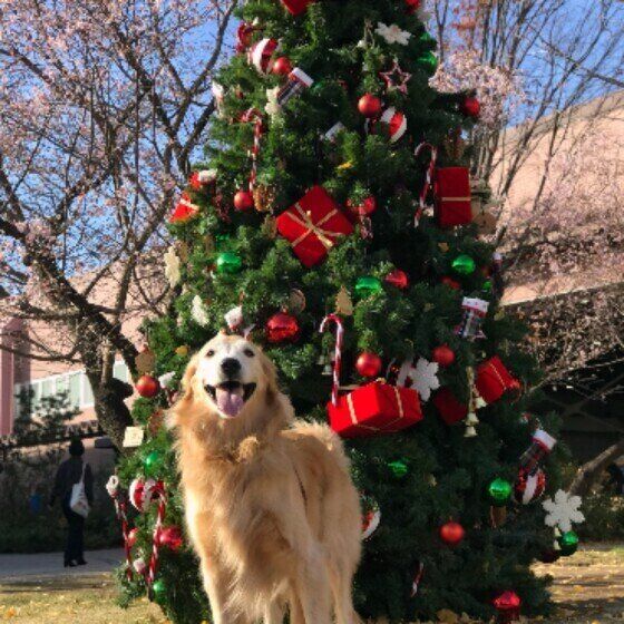年末年始は愛犬の思わぬトラブルが起こりやすい？ 飼い主にできる予防法 いぬのきもち