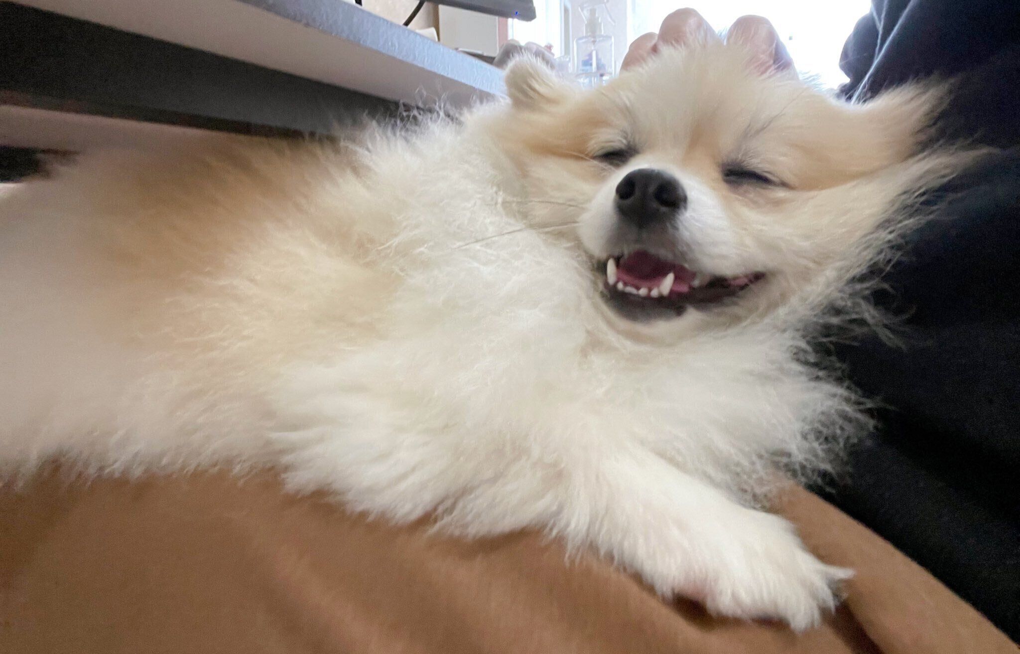 小さき毛玉」だった子犬が、2年後には「立派な毛玉」へ！ 成長