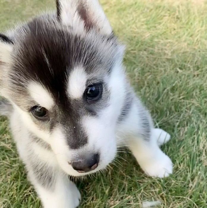 初対面したときのヴィヴィちゃん