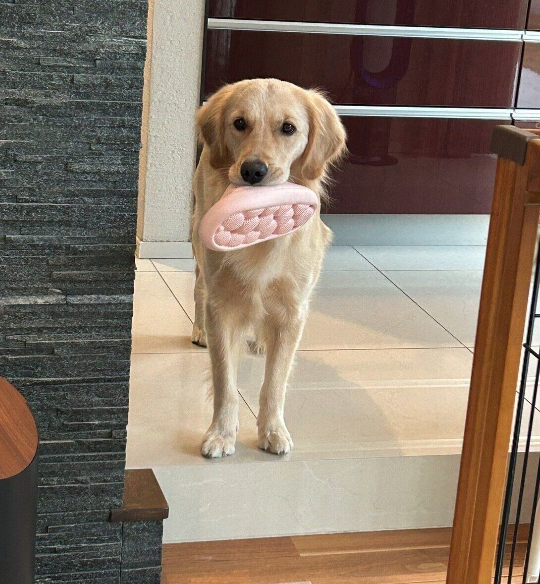 スリッパをくわえるそらちゃん