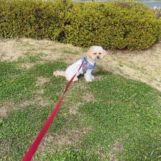 ナギ Ｍｉｘ（雑種）小型犬 目を細める