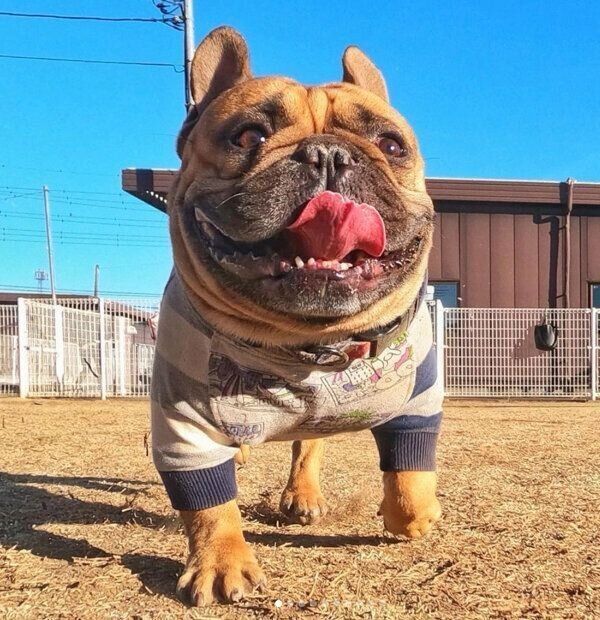 笑顔のガルムくん