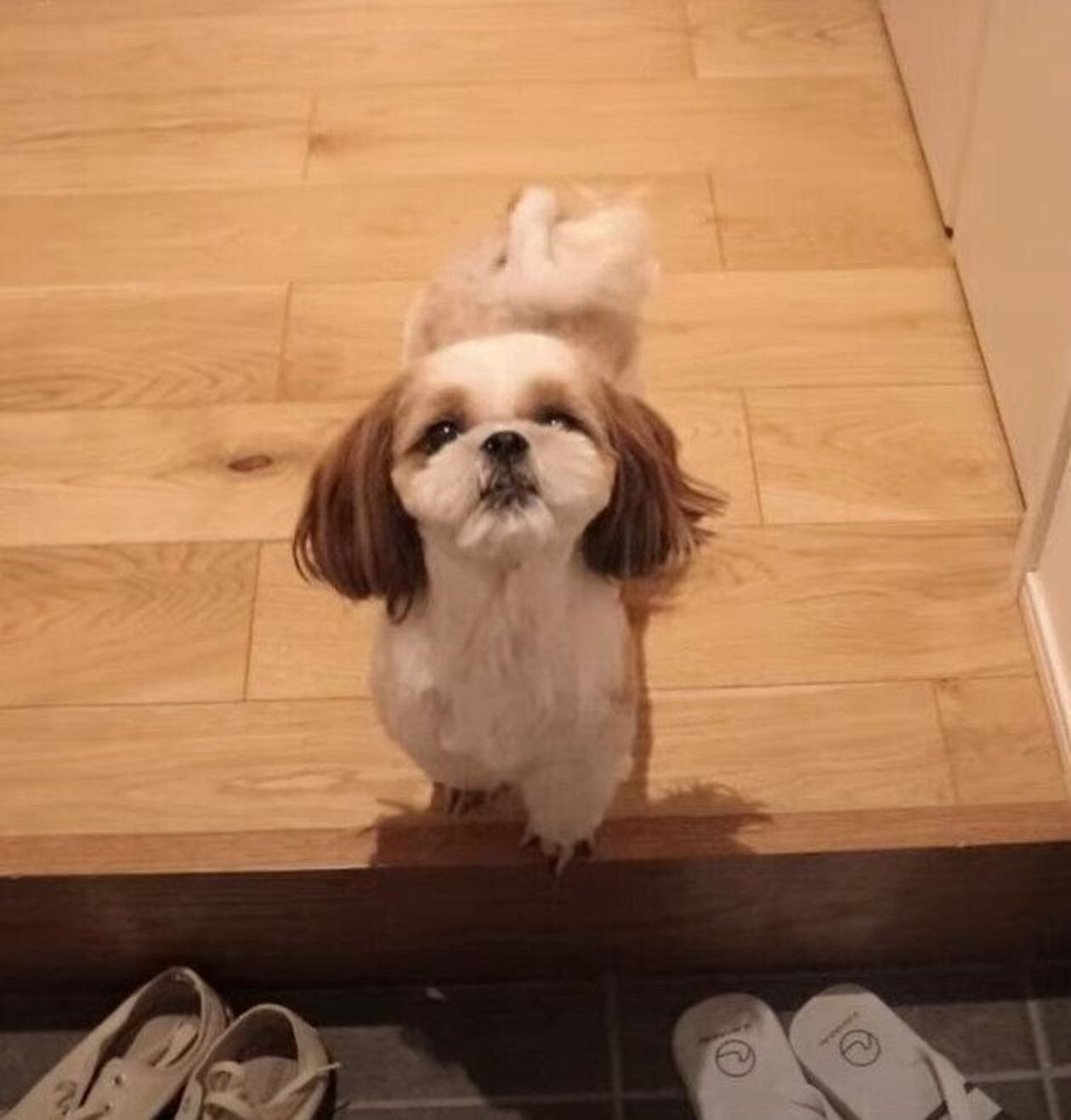 パパさんの 行ってきます と ただいま のときは 玄関まで来てくれるシーズー いぬのきもちweb Magazine パパさんの 行ってきます と ただいま のときは 玄関まで来てくれるシーズー いぬのきもちweb Magazine