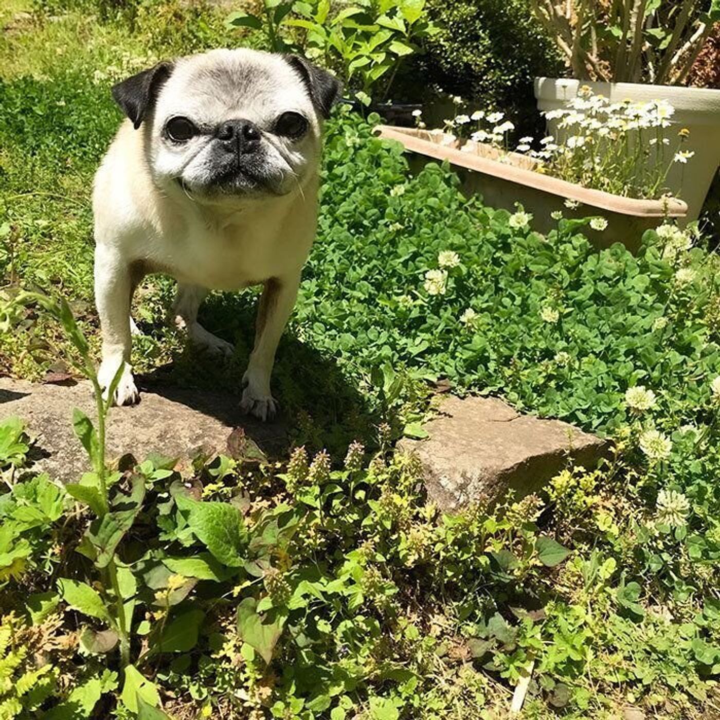 元気にうるさくしてくれるありがたさ トイレを報告するパグ犬 連載 パグ犬 めー Vol 111 いぬのきもちweb Magazine 元気にうるさくしてくれるありがたさ トイレを報告するパグ犬 連載 パグ犬 めー Vol 111 いぬのきもちweb Magazine
