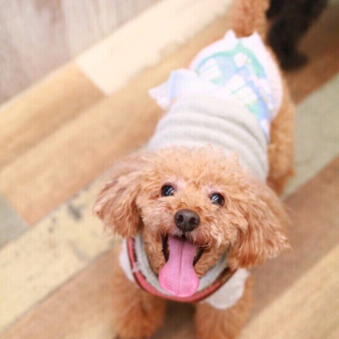 もうすぐバレンタイン 犬にチョコレートを与えてはいけない 理由を知っている いぬのきもちweb Magazine もうすぐバレンタイン 犬にチョコレートを与えてはいけない 理由を知っている いぬのきもちweb Magazine