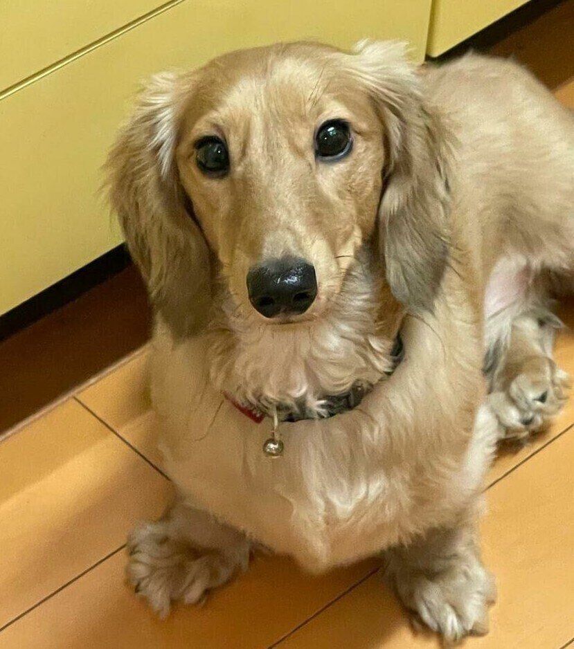 見つめるテンくん